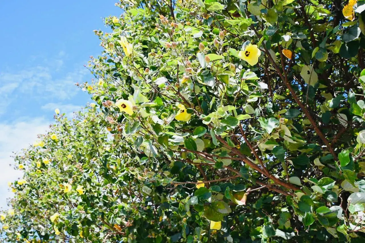 Holiday Home Cotton Tree Maroochydore